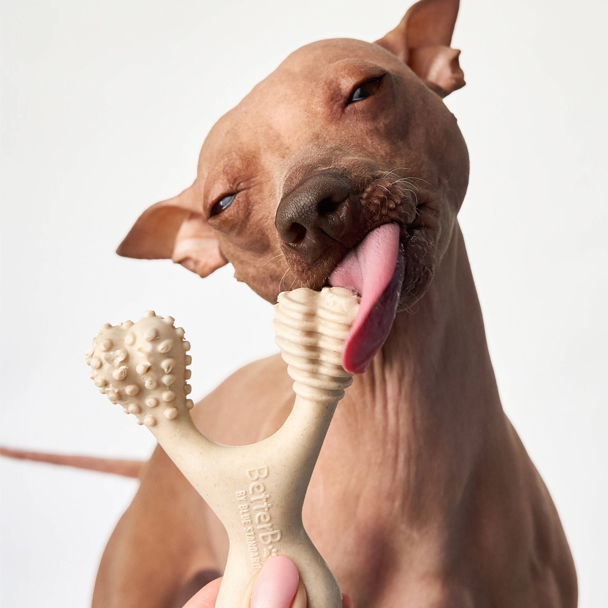 BetterBone MEDIUM Durability CHEW TOY: Perfect Chew for Everyday Chewers | Naturally Derived Ingredients, Eco-Friendly, Non-Toxic